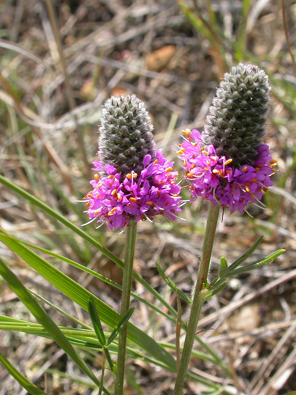 Purple Prairie Clover (Dalea purpurea) - PlantNative.org Purple Prairie Clover (Dalea purpurea) detail