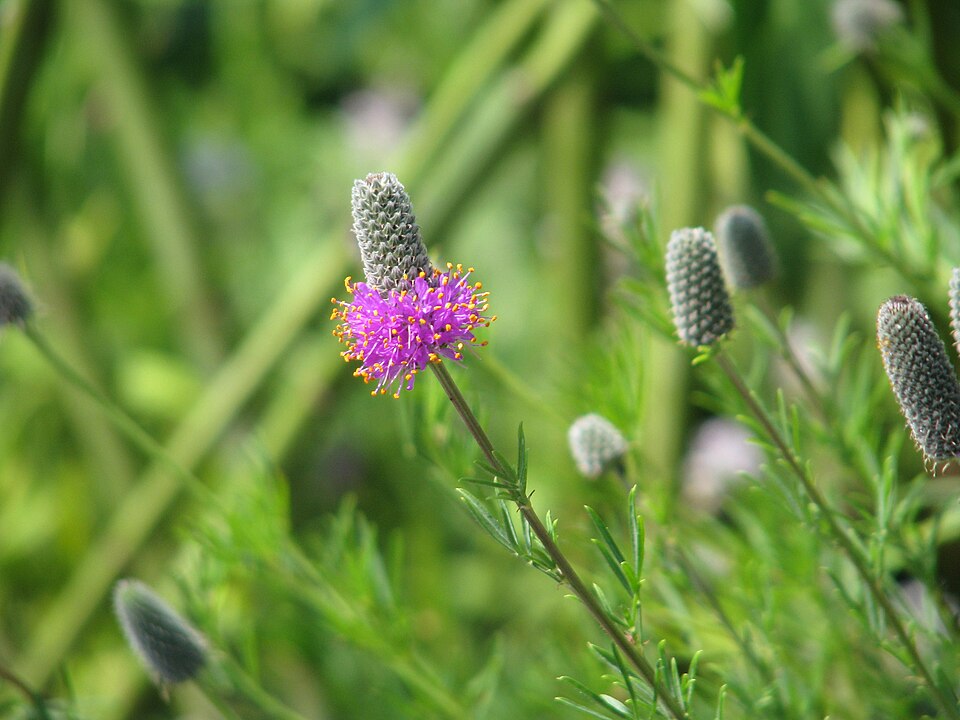 Purple Prairie Clover (Dalea purpurea) - PlantNative.org Purple Prairie Clover (Dalea purpurea) in landscape
