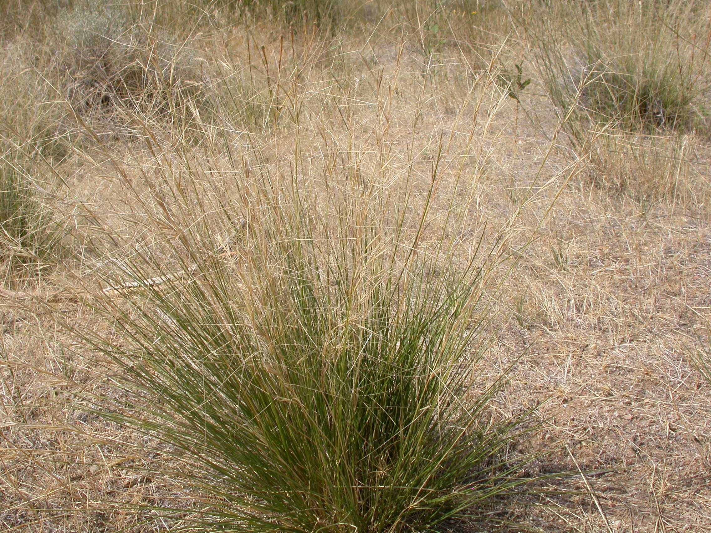 Purple Threeawn (Aristida purpurea) bunchgrass showing the distinctive purple-tinged seed heads with three-part awns