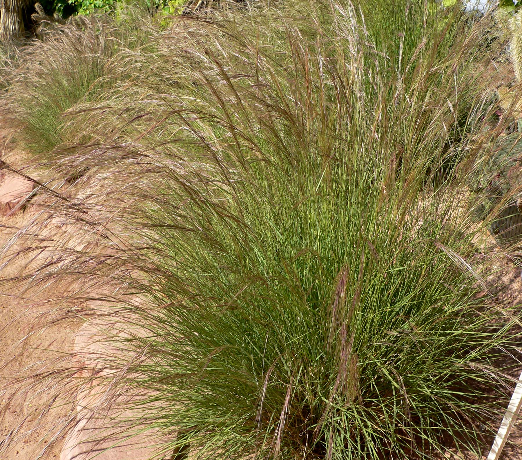 Purple Threeawn (Aristida purpurea) clump form showing the compact bunchgrass habit and fine-textured foliage