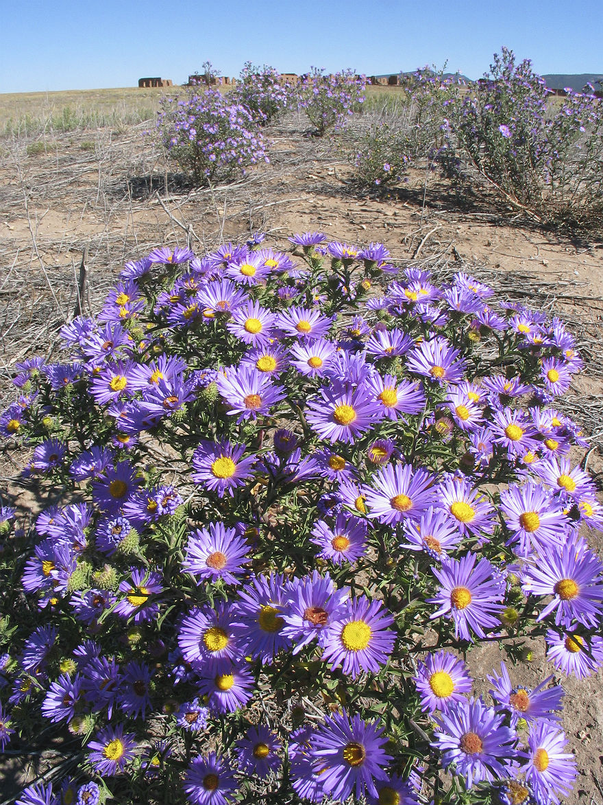 Purple Aster (Machaeranthera bigelovii) - PlantNative.org Purple Aster (Machaeranthera bigelovii / Aster bigelovii) with lavender blossoms in desert meadow
