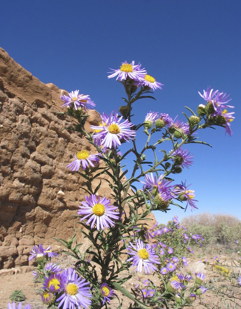 Purple Aster (Machaeranthera bigelovii) - PlantNative.org Purple Aster (Machaeranthera bigelovii) flower cluster showing lavender petals and yellow center disks