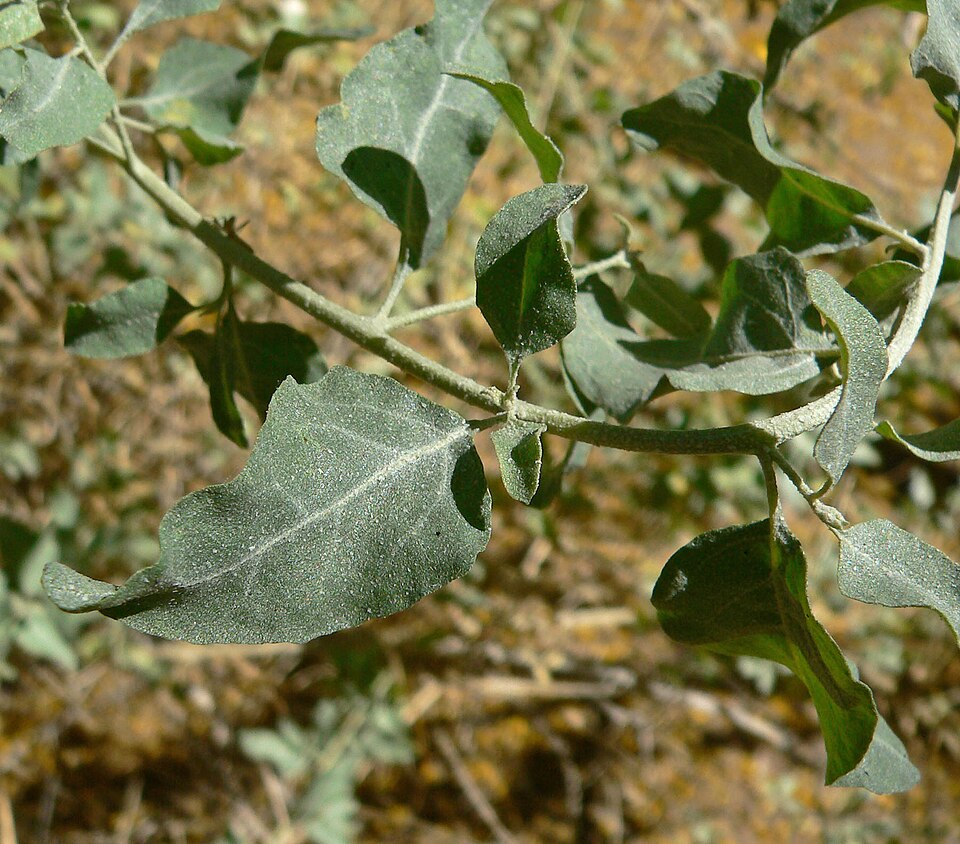 Quail Brush (Atriplex lentiformis) detail