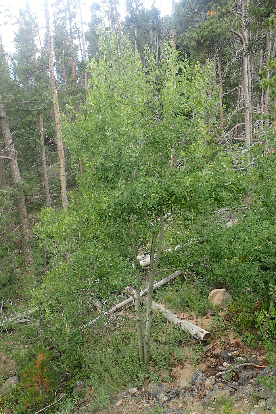Populus tremuloides plant