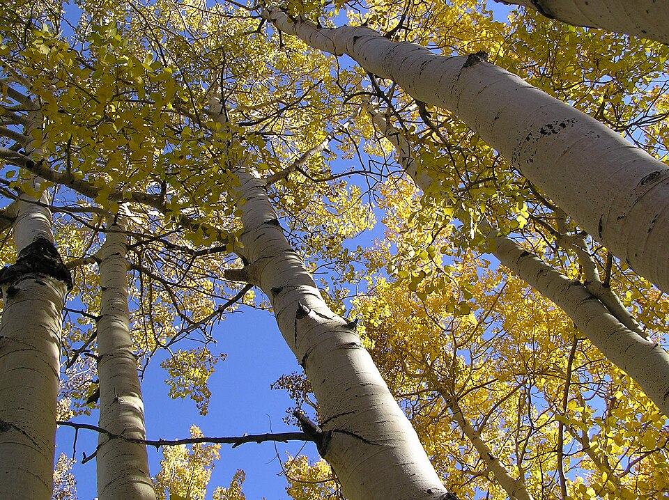 Quaking Aspen (Populus tremuloides) showing characteristic white bark and golden fall foliage