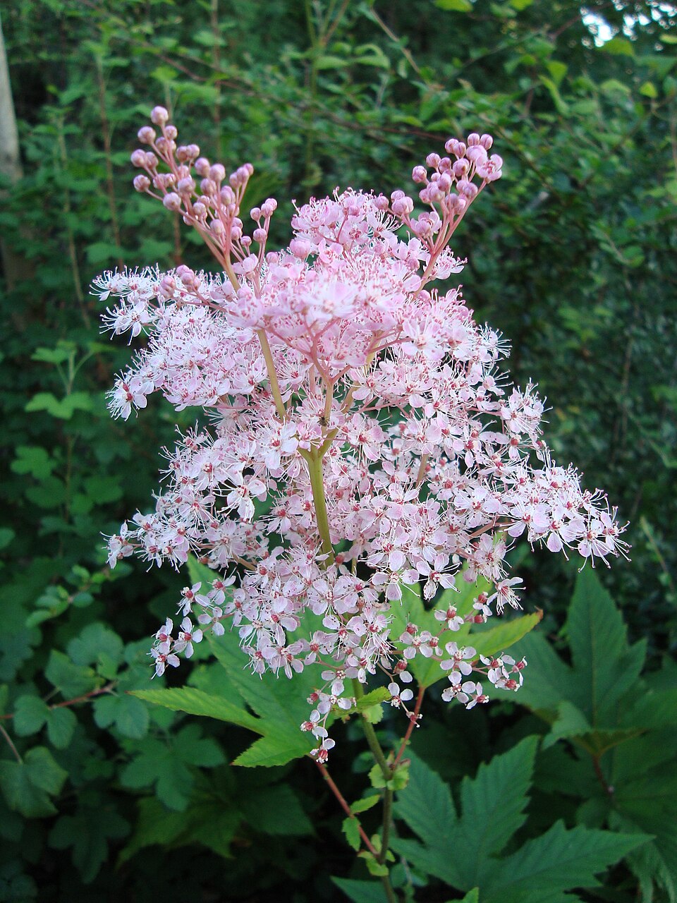 Queen-of-the-Prairie (Filipendula rubra) showing spectacular large deep pink plumes towering above large deeply-cut leaves