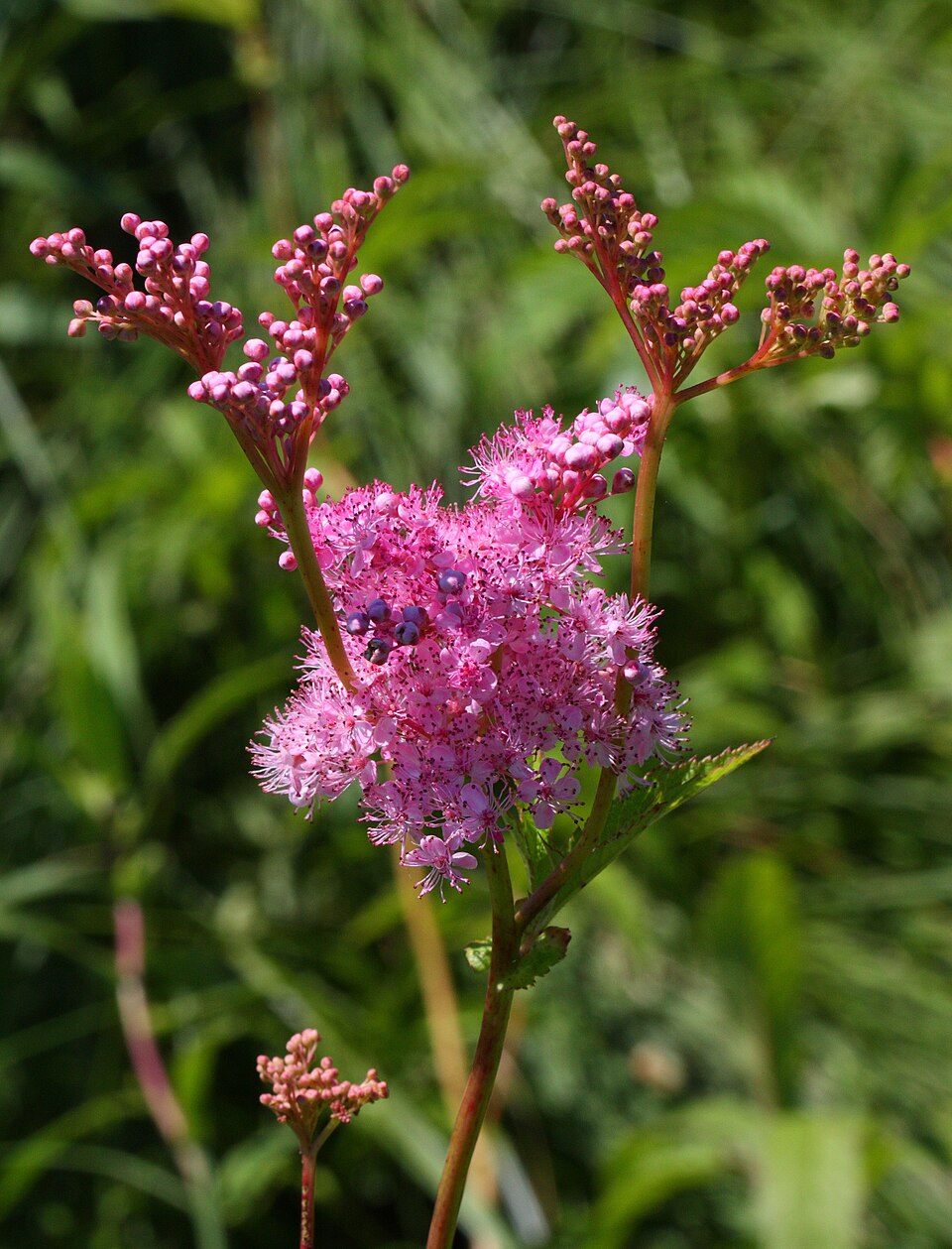 Queen-of-the-Prairie (Filipendula rubra) inflorescence close-up showing the dense clusters of tiny pink flowers