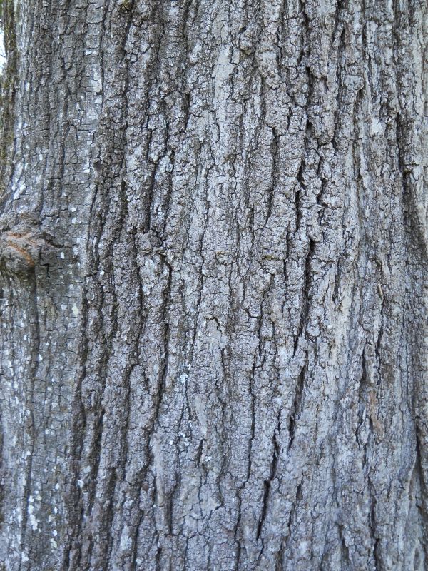 Cherrybark Oak (Quercus falcata) bark showing distinctive flaky, reddish-gray ridged texture