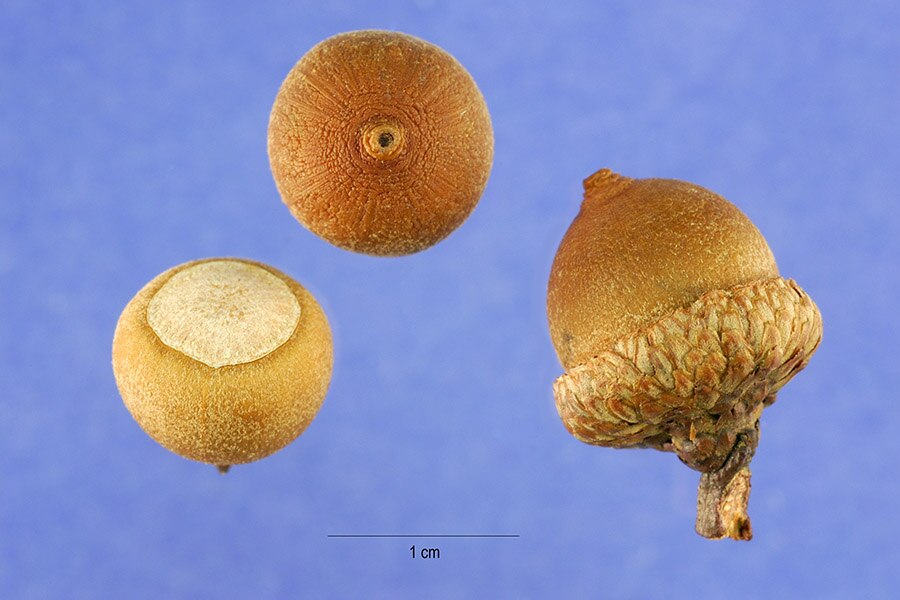 Cherrybark Oak (Quercus falcata) acorns showing small, rounded nuts with shallow caps