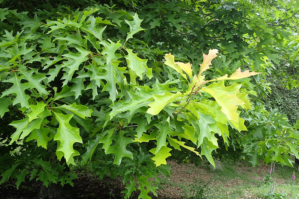 Nuttall Oak (Quercus nuttallii) - PlantNative.org Nuttall Oak (Quercus nuttallii) foliage and acorns showing deeply lobed leaves