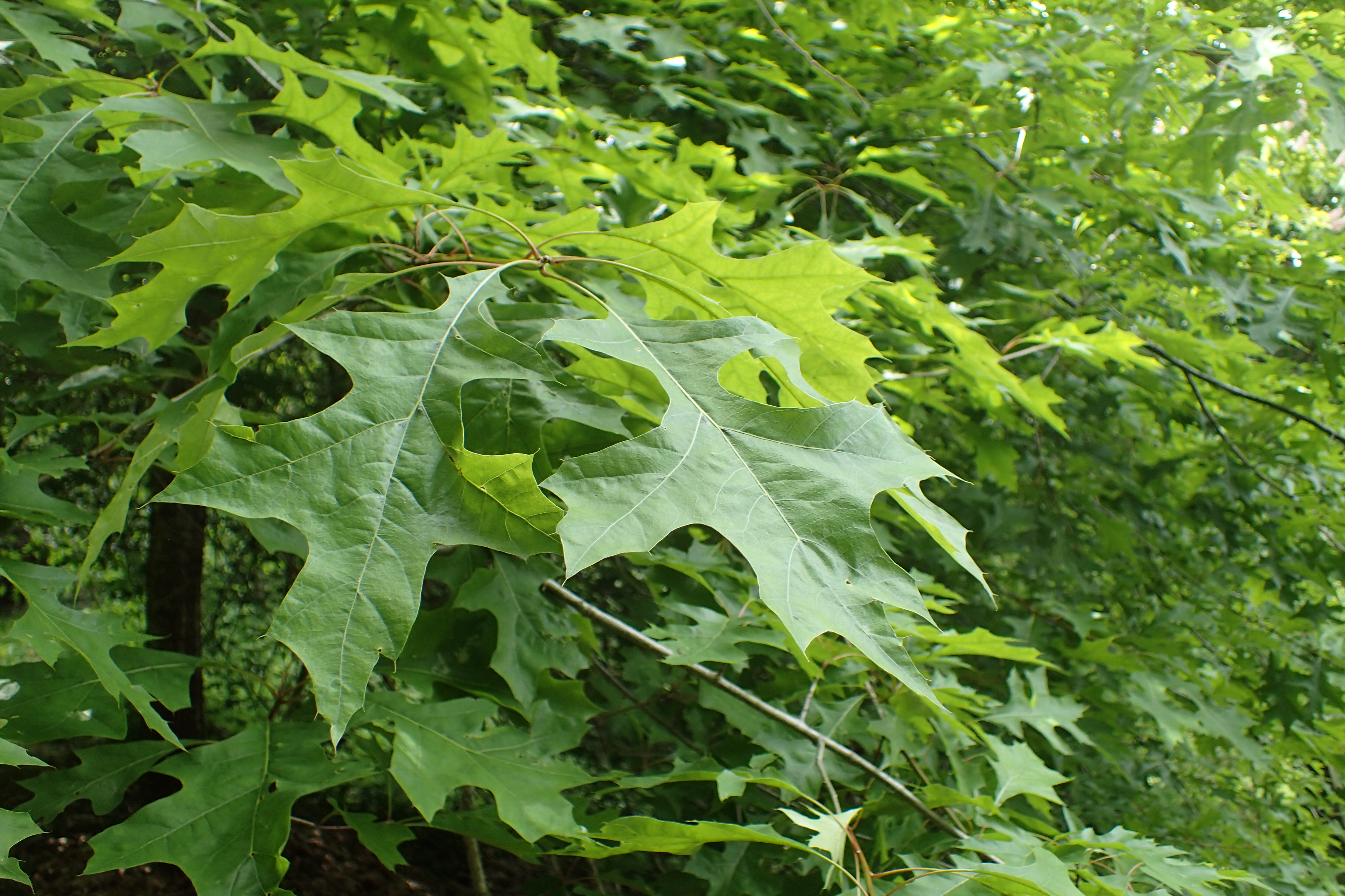 Nuttall Oak (Quercus nuttallii) - PlantNative.org Nuttall Oak (Quercus nuttallii) leaves showing deeply lobed red-oak-group foliage