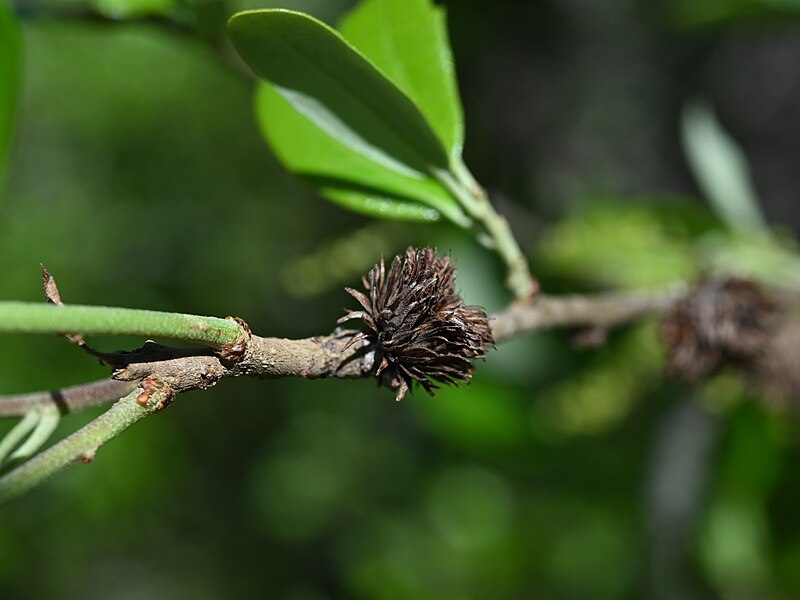 Live Oak (Quercus virginiana) - PlantNative.org Live Oak (Quercus virginiana) showing massive spreading crown with horizontal branches