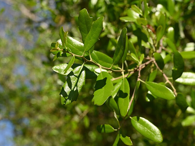 Live Oak (Quercus virginiana) - PlantNative.org Live Oak (Quercus virginiana) showing characteristic trunk and lower branching structure