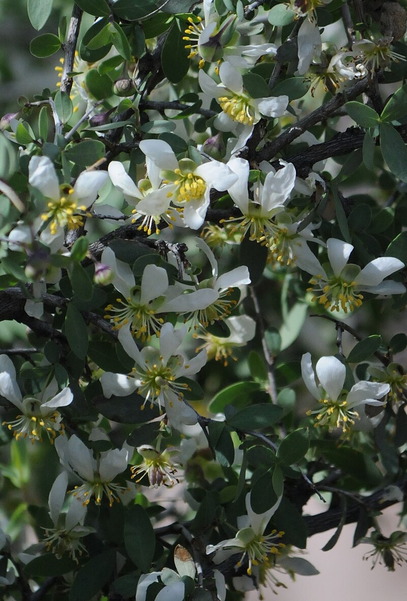 Ragged Rock Flower (Crossosoma bigelovii) - PlantNative.org Ragged Rock Flower (Crossosoma bigelovii) showing white five-petaled fragrant flowers
