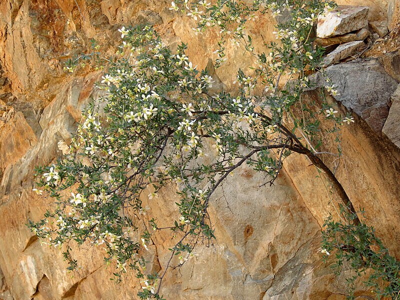 Ragged Rock Flower (Crossosoma bigelovii) - PlantNative.org Ragged Rock Flower (Crossosoma bigelovii) plant growing among rocks in desert canyon