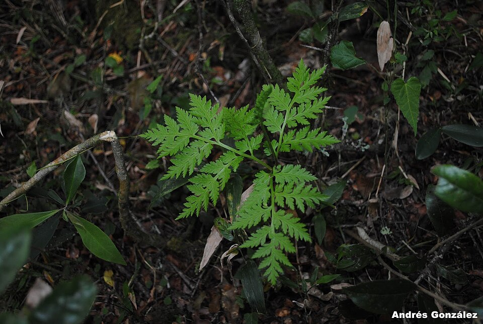 Rattlesnake Fern (Botrychium virginianum) - PlantNative.org Rattlesnake Fern (Botrychium virginianum) showing its single annual frond with triangular sterile blade and erect fertile spike