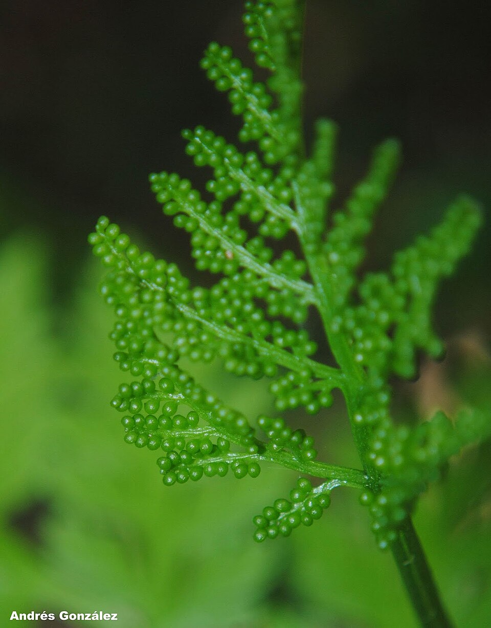 Rattlesnake Fern (Botrychium virginianum) - PlantNative.org Rattlesnake Fern (Botrychium virginianum) fertile spike with clustered grape-like sporangia