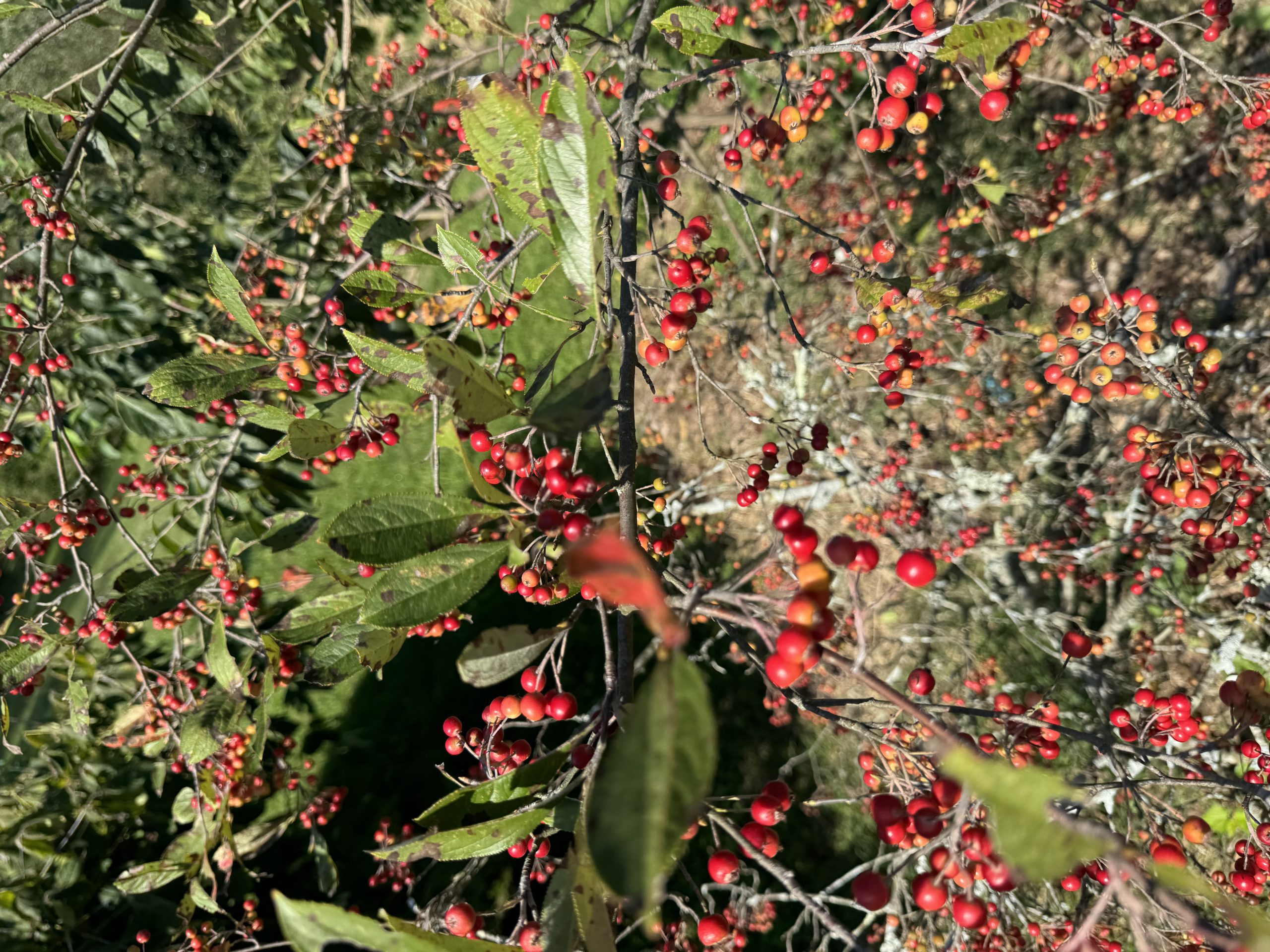 Red Chokeberry (Aronia arbutifolia)