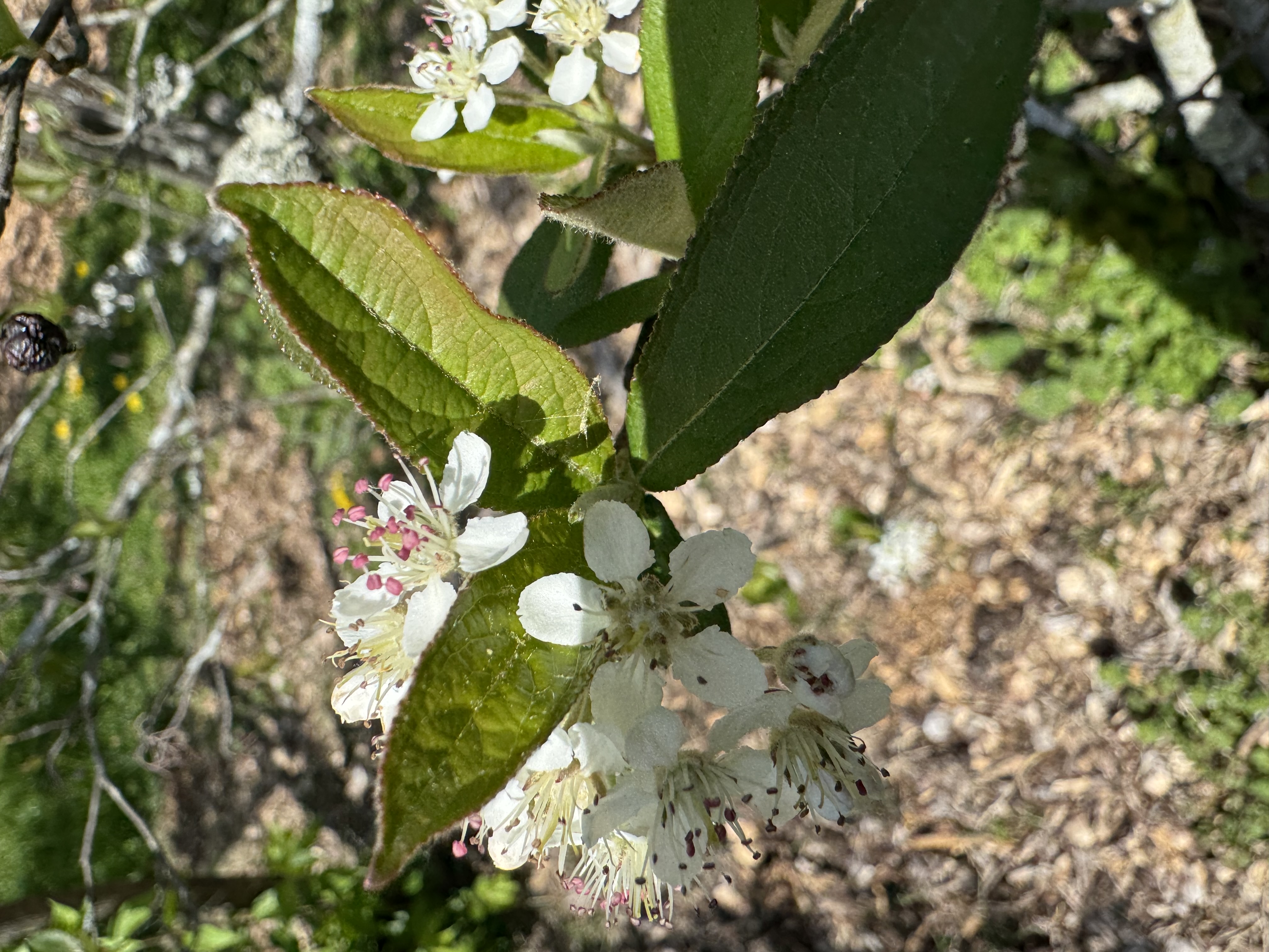 Red Chokeberry (Aronia arbutifolia) showing clusters of small white flowers with red anthers in spring