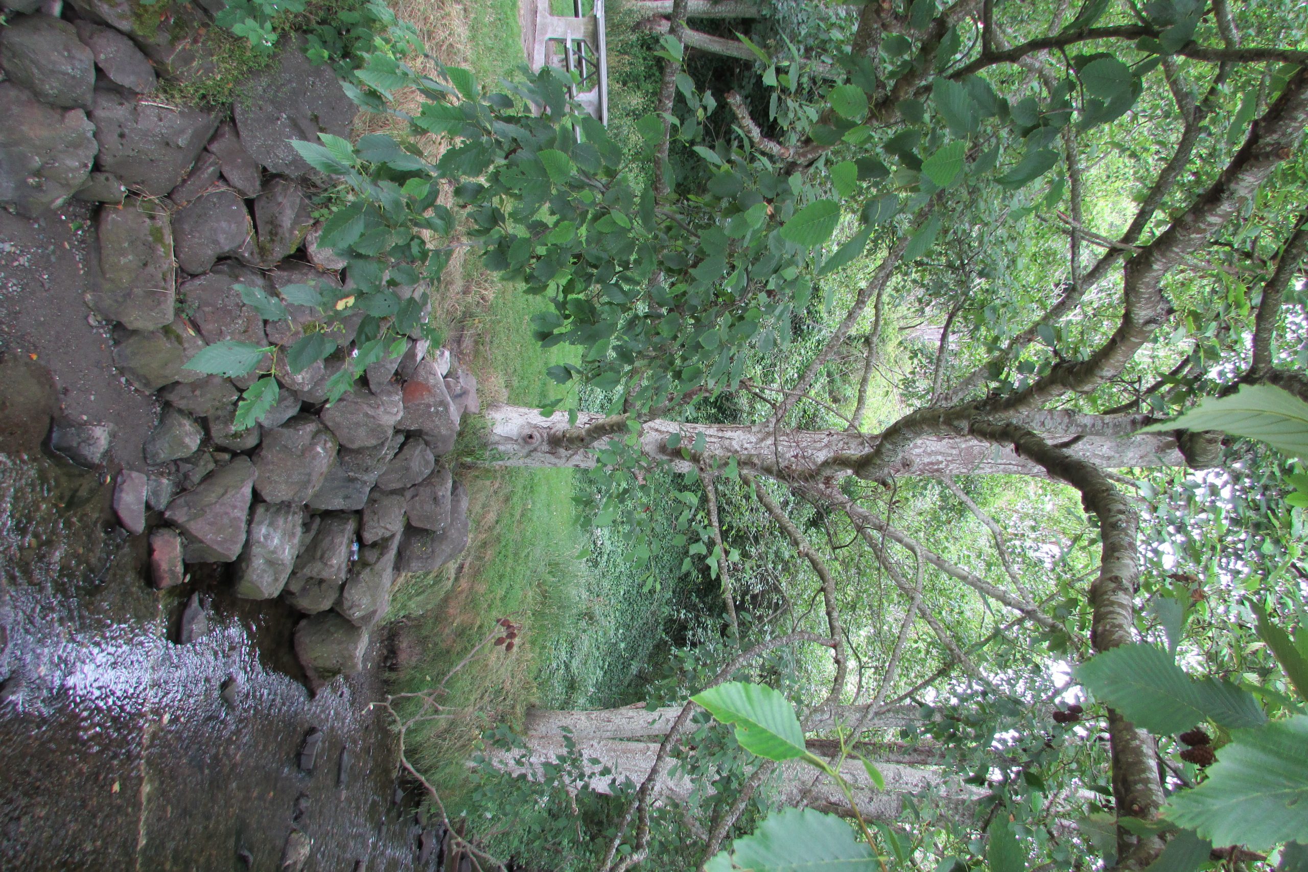 Red Alder (Alnus rubra)