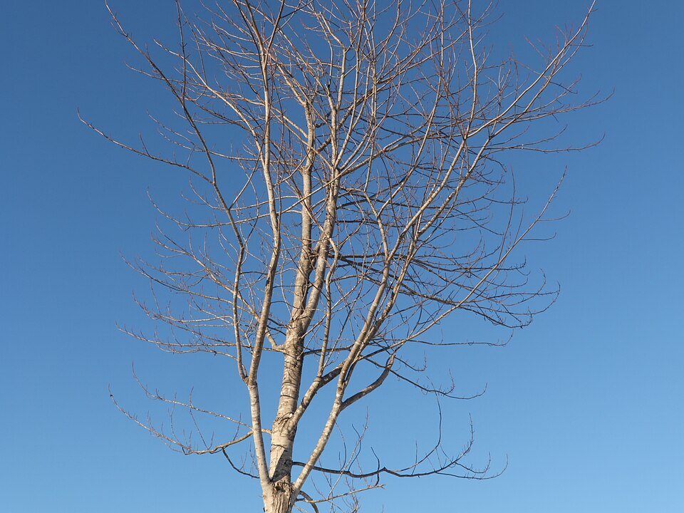 Red Alder (Alnus rubra) in winter showing distinctive pale bark and persistent seed cones