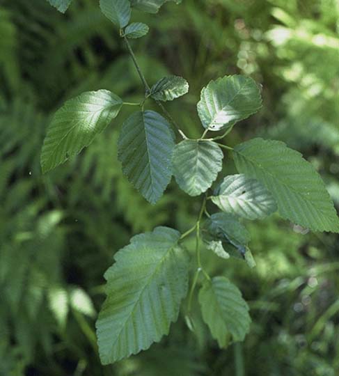 Red Alder (Alnus rubra) displaying its distinctive white bark and deciduous foliage in a streamside habitat