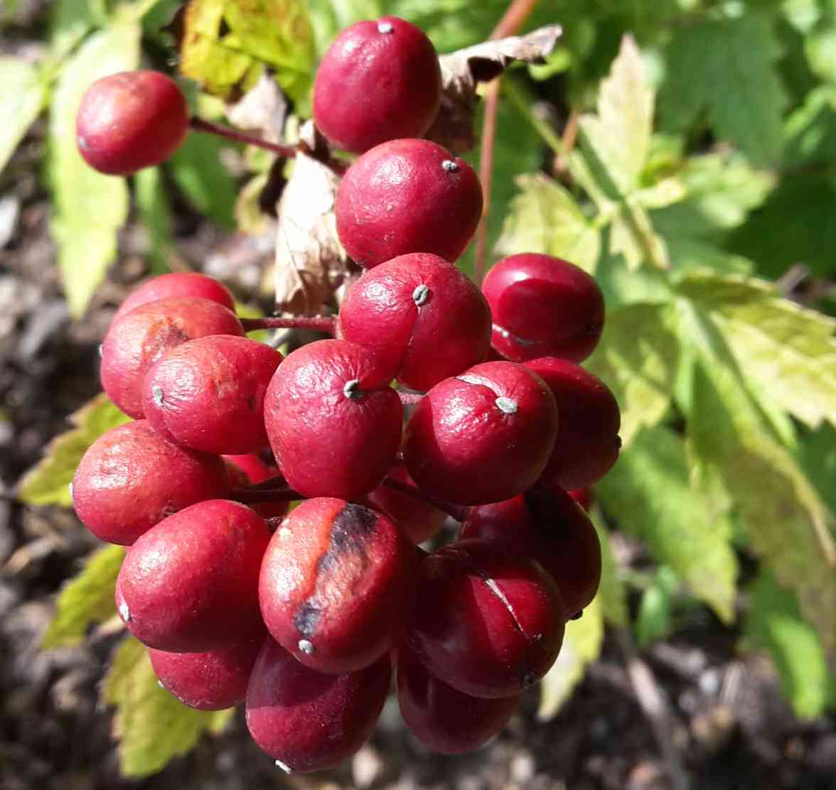 Red Baneberry (Actaea rubra) - PlantNative.org Red Baneberry (Actaea rubra) cluster of bright red berries showing the characteristic glossy appearance