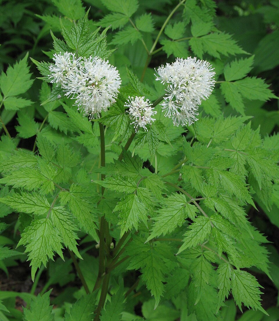 Red Baneberry (Actaea rubra) - PlantNative.org Red Baneberry (Actaea rubra) showing white flowers in distinctive racemes in shaded woodland habitat