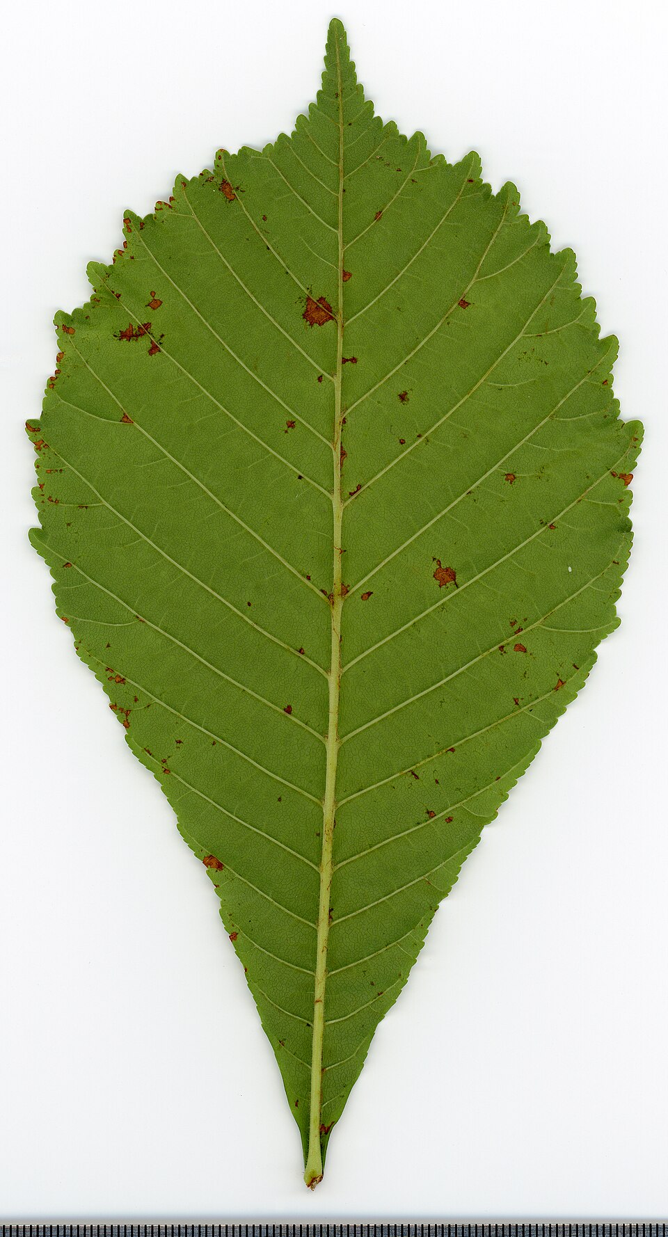 Red Buckeye (Aesculus pavia) detail