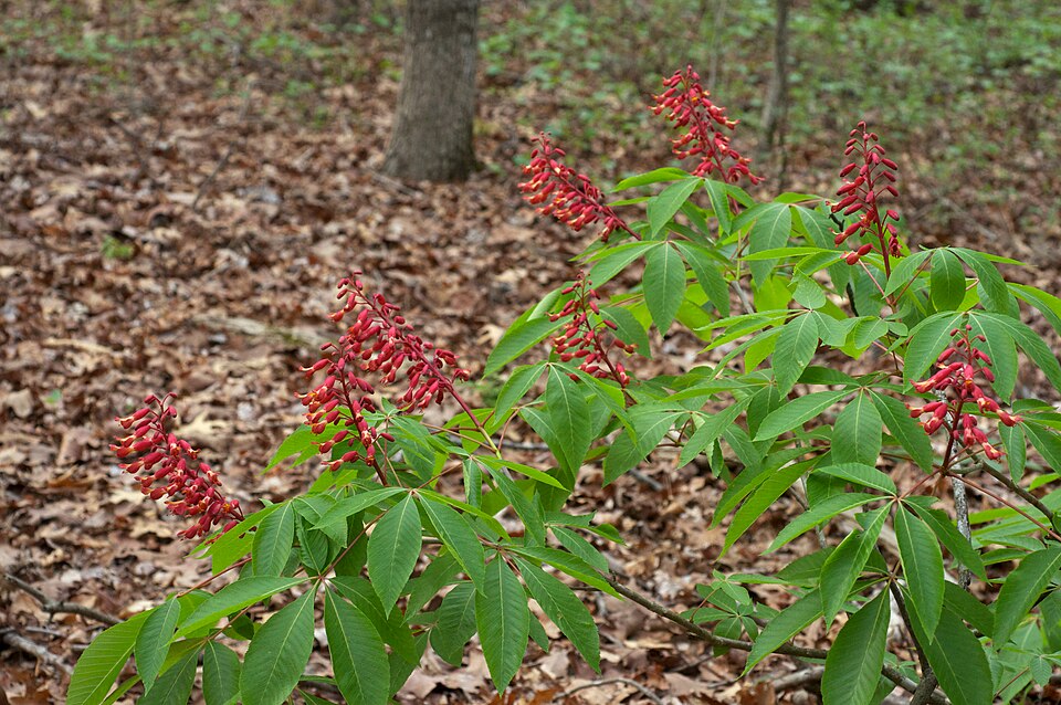 Red Buckeye (Aesculus pavia) additional view