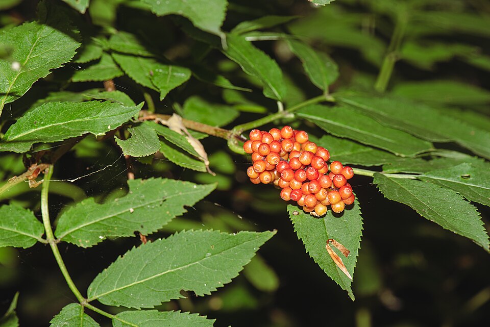 Red Elderberry (Sambucus racemosa) - PlantNative.org Red Elderberry (Sambucus racemosa) with clusters of bright red berries and compound leaves
