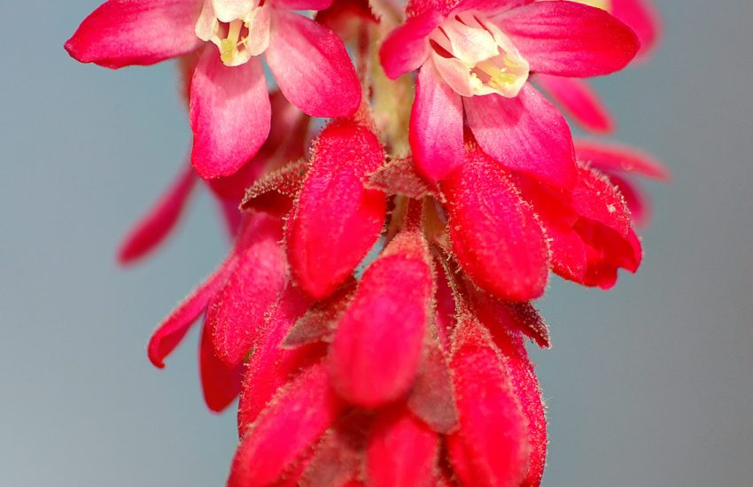 red flowering currant 1 1