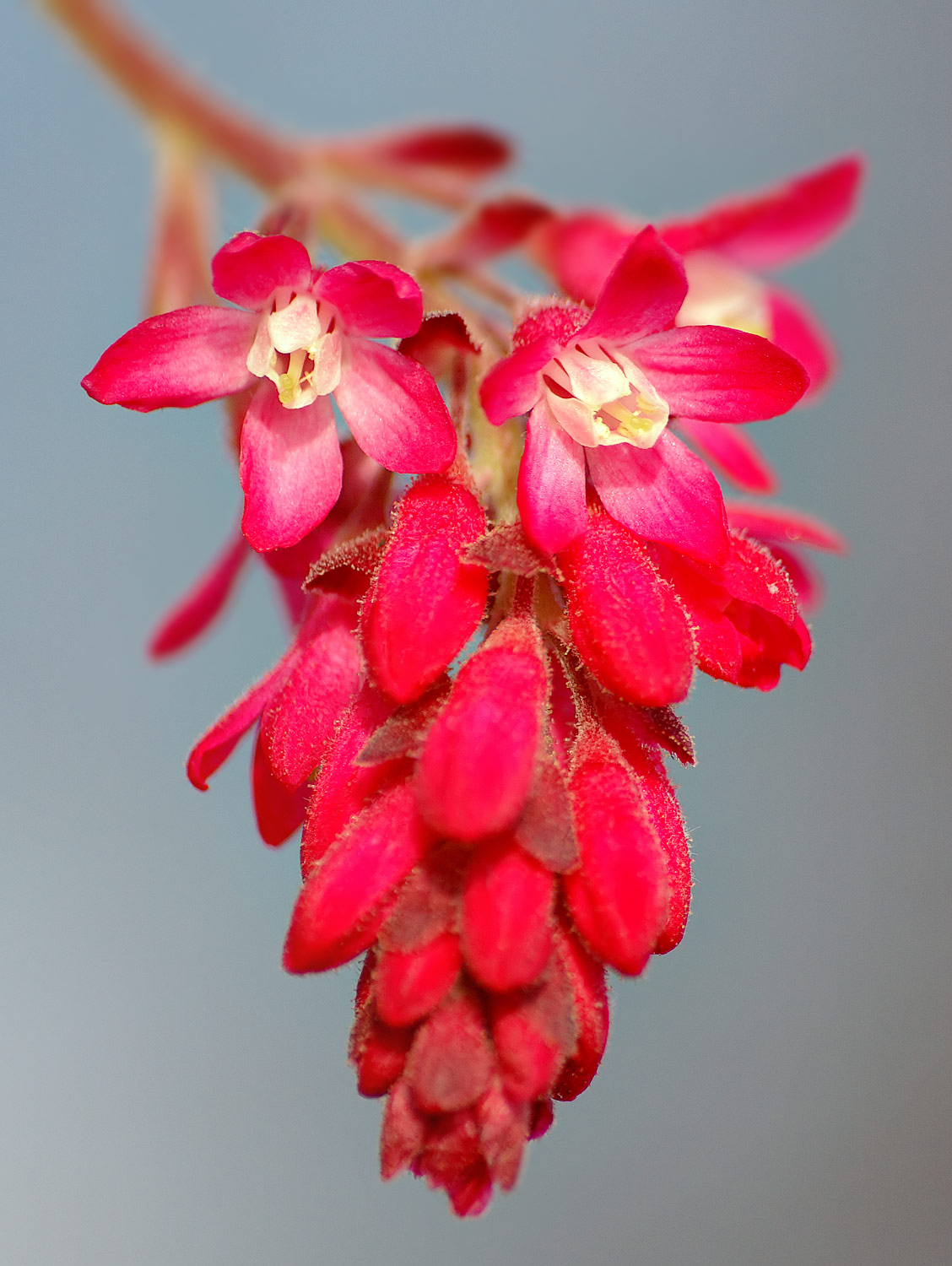 Red-flowering Currant (Ribes sanguineum)