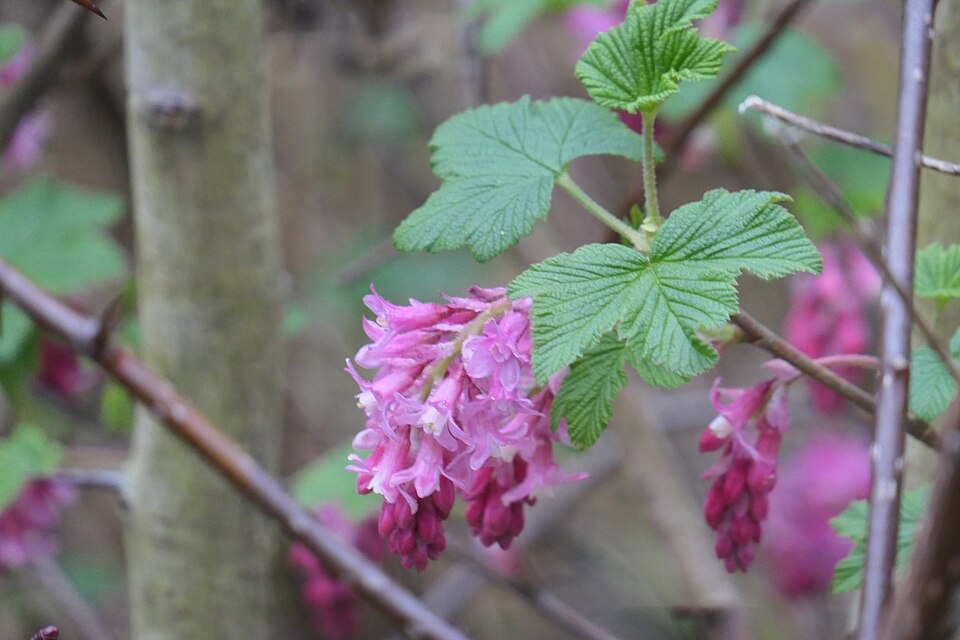 Red flowering Currant Ribes Sanguineum Plant Native