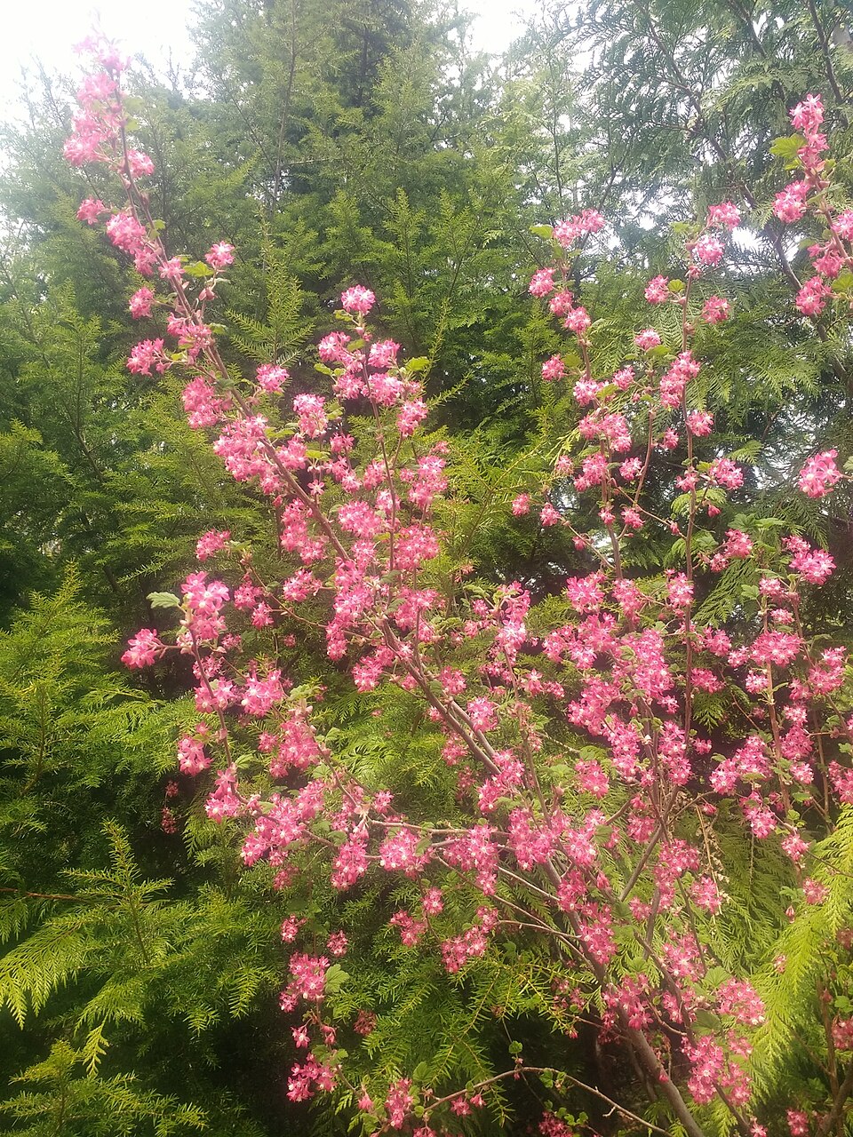 Red-flowering Currant (Ribes sanguineum) - PlantNative.org Ribes sanguineum plant detail