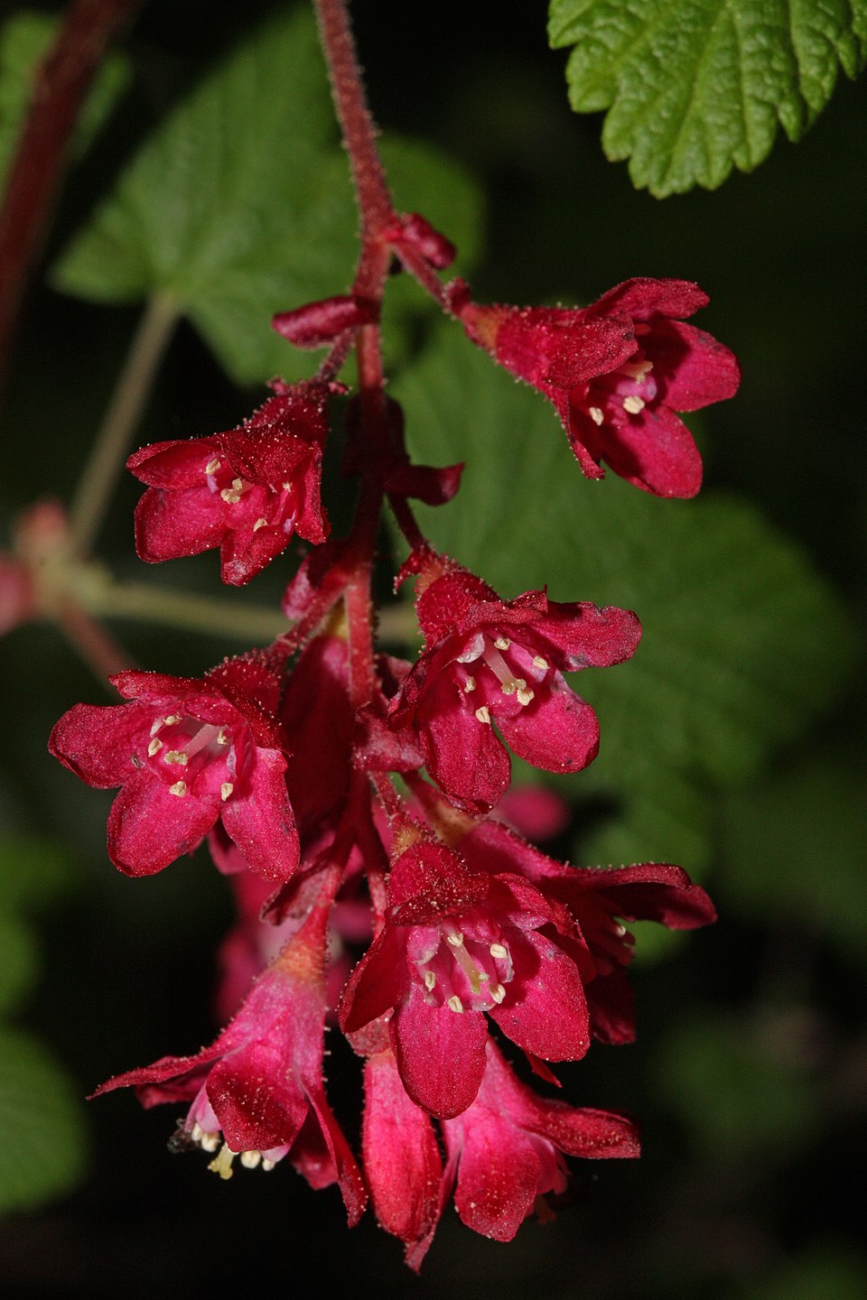 Red-flowering Currant (Ribes sanguineum) - PlantNative.org Ribes sanguineum habitat