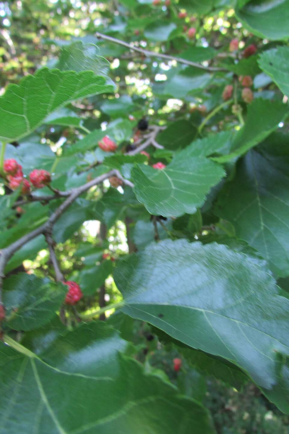 Red Mulberry (Morus rubra) - PlantNative.org Red Mulberry (Morus rubra) showing clusters of ripe dark red to purple fruit along branches with broad leaves