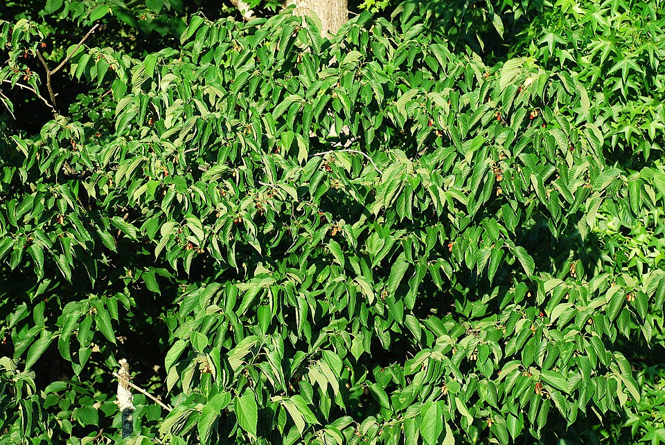 Red Mulberry (Morus rubra) - PlantNative.org Red Mulberry (Morus rubra) tree showing its broad spreading crown and large leaves