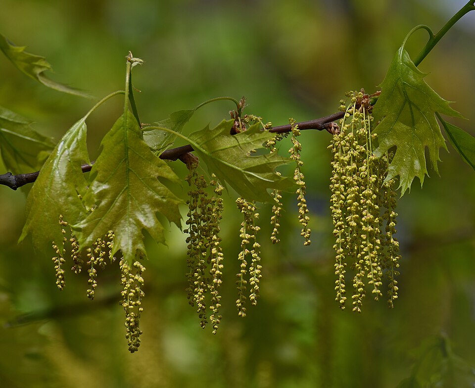Red Oak (Quercus rubra) spring flowers showing catkins and emerging leaves