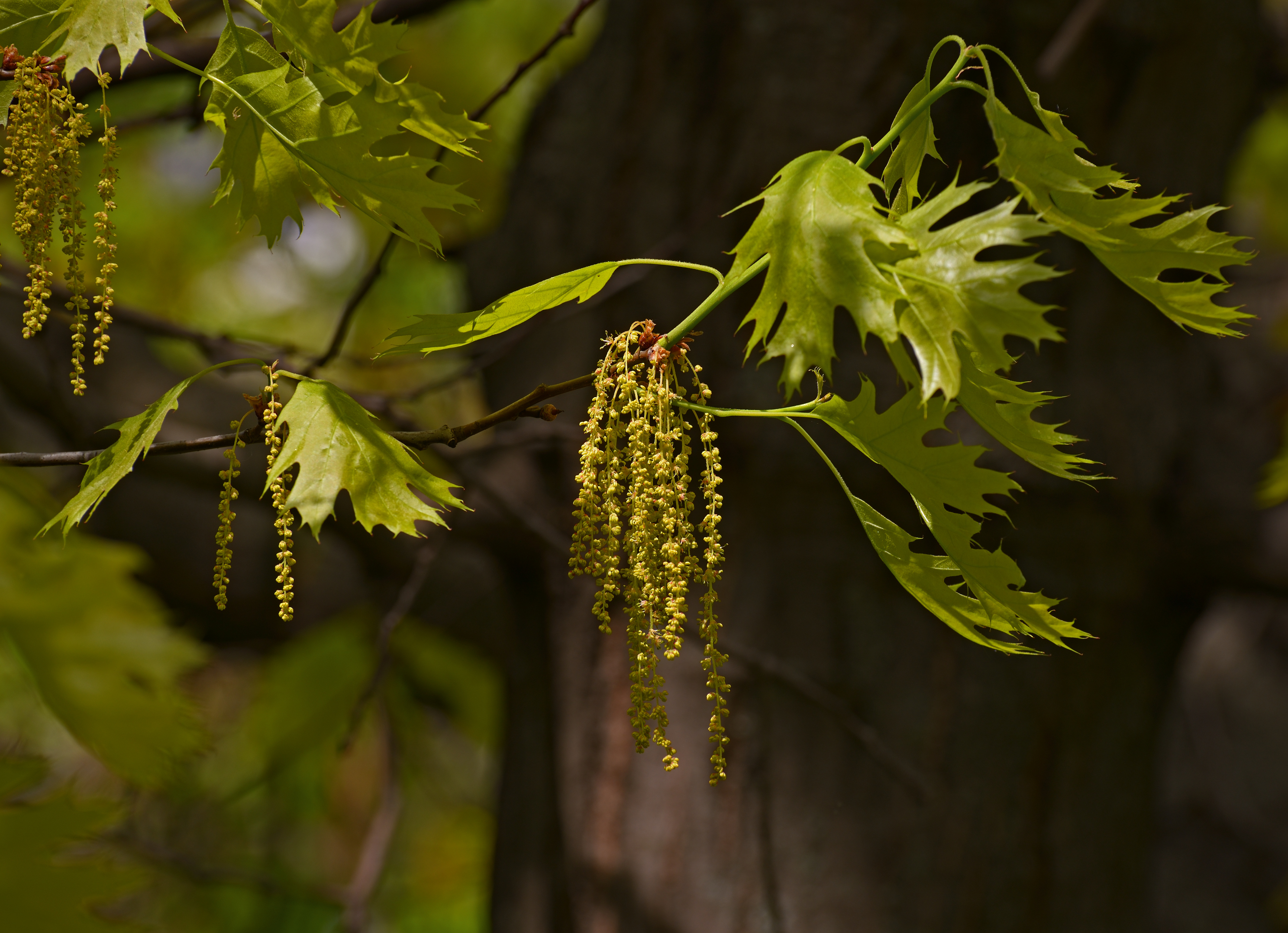 Red Oak (Quercus rubra) blooming tree in spring showing new growth and flowers