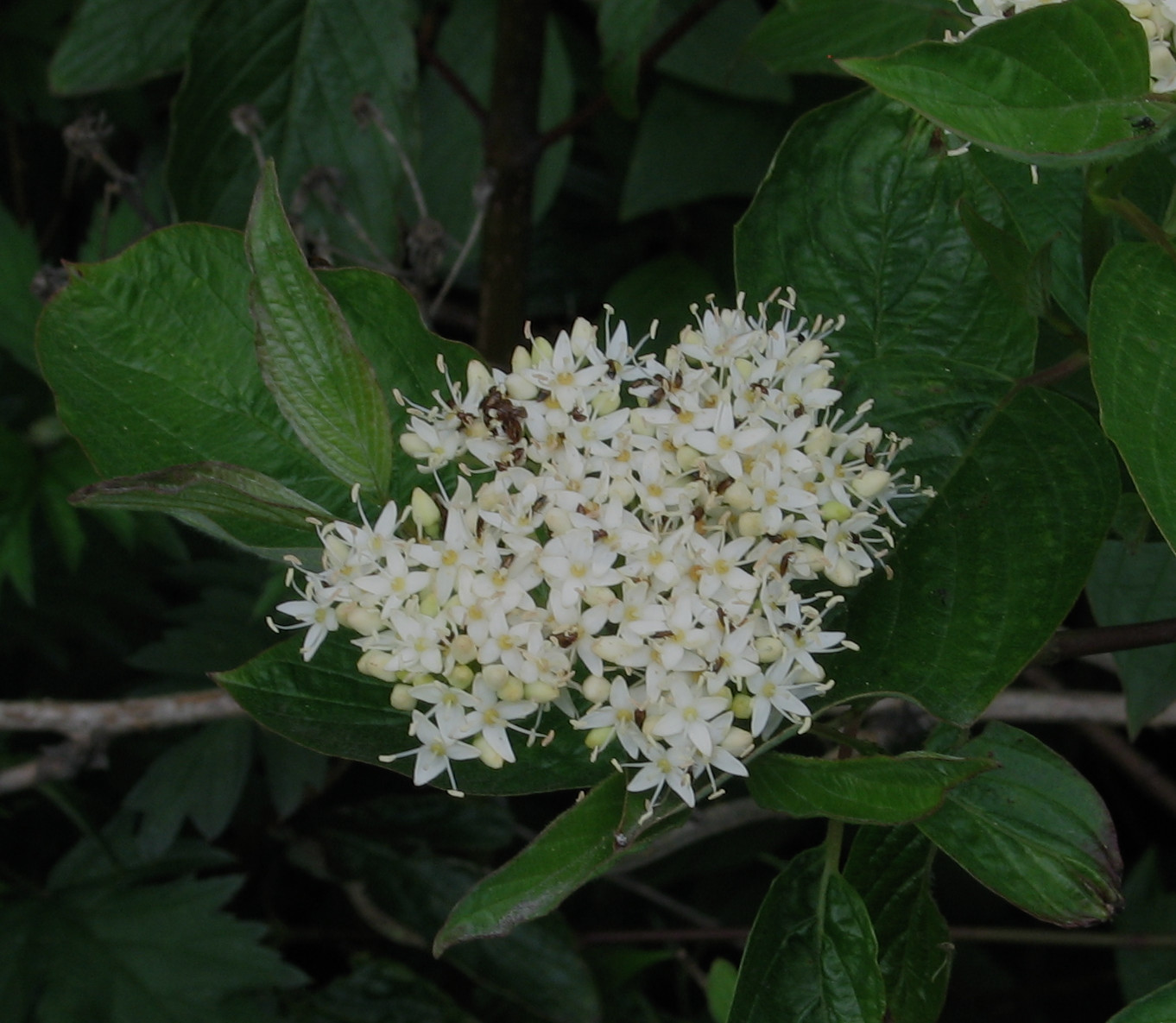 Red-osier Dogwood (Cornus stolonifera)