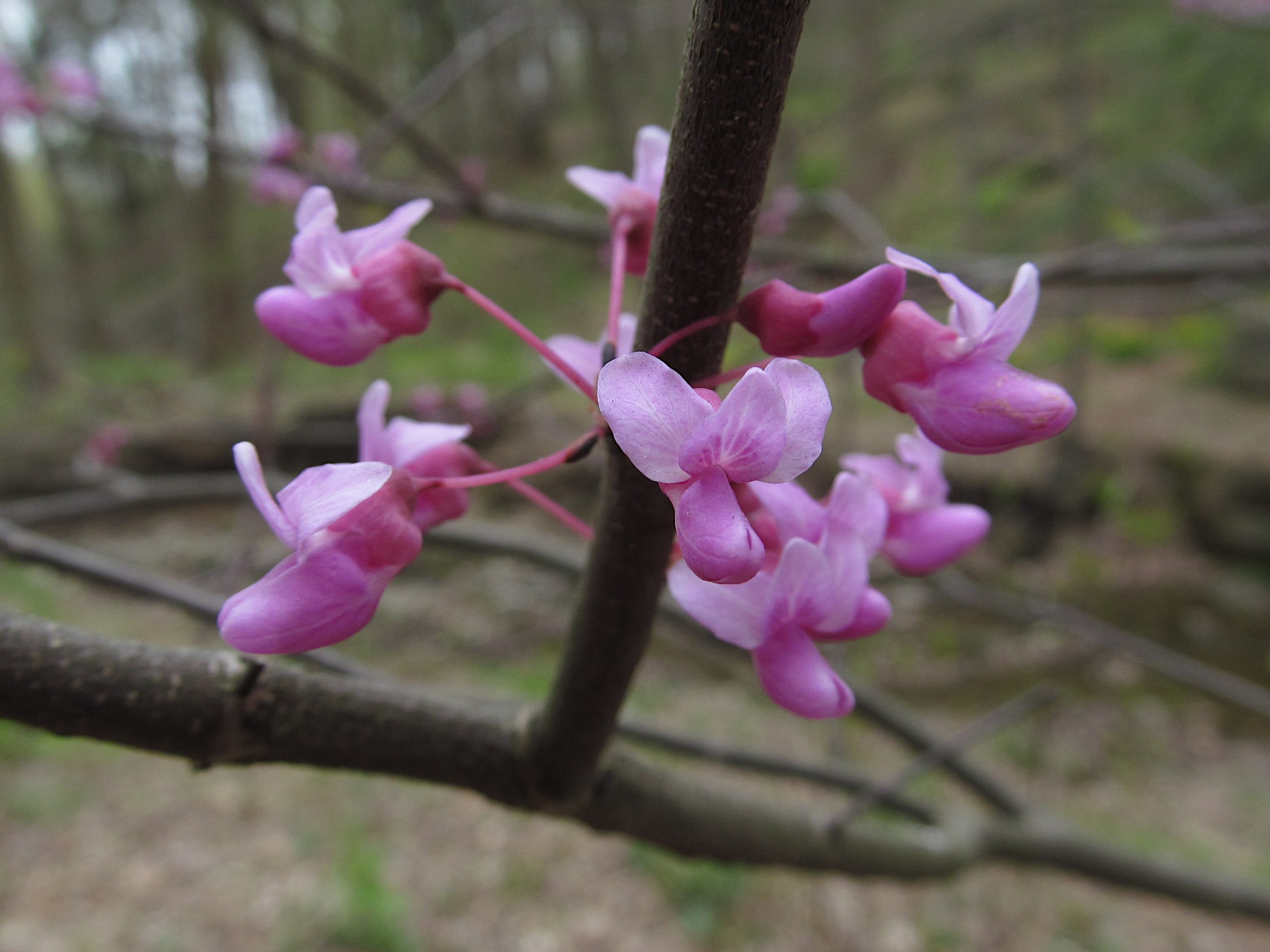 Eastern Redbud (Cercis canadensis)
