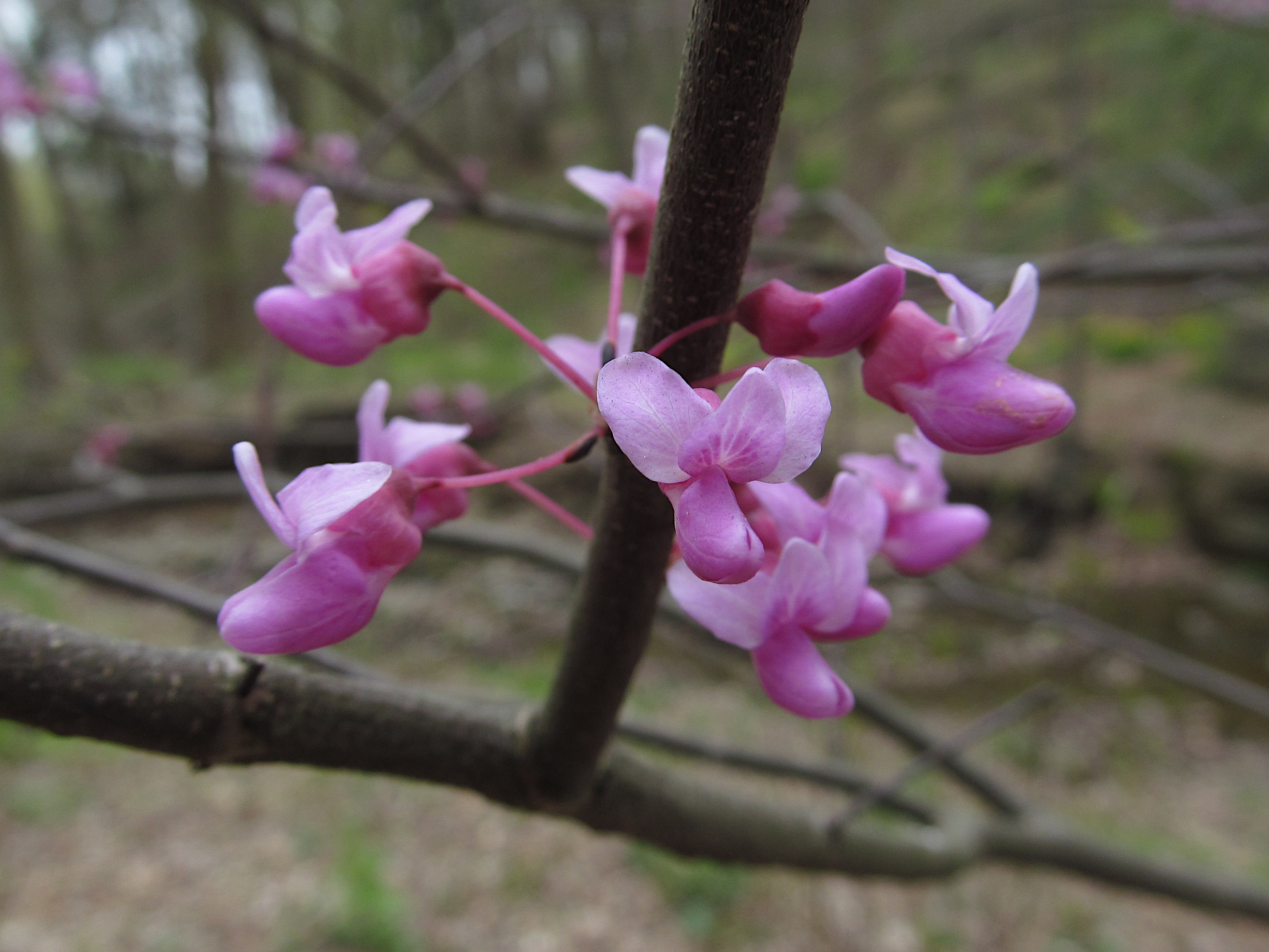 Eastern Redbud (Cercis canadensis) showing the characteristic heart-shaped leaves and clusters of pink flowers