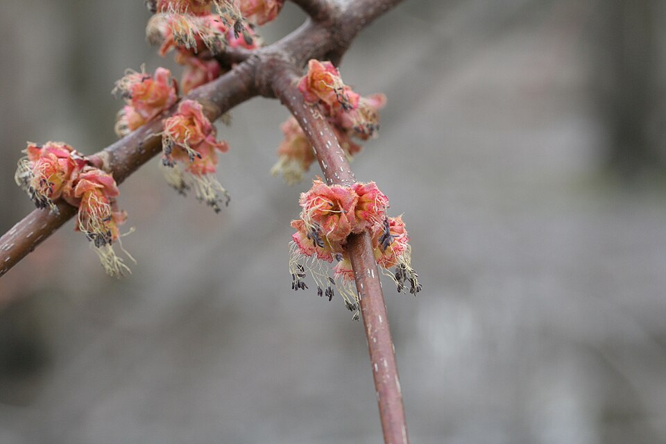 Red Maple (Acer rubrum) displaying characteristic palmate leaves and overall tree structure