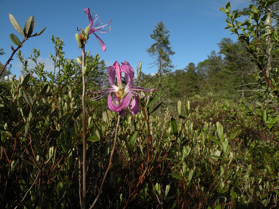 Rhodora (Rhododendron canadense) - PlantNative.org Rhodora (Rhododendron canadense) vivid magenta flowers blooming before leaves emerge in early spring bog setting