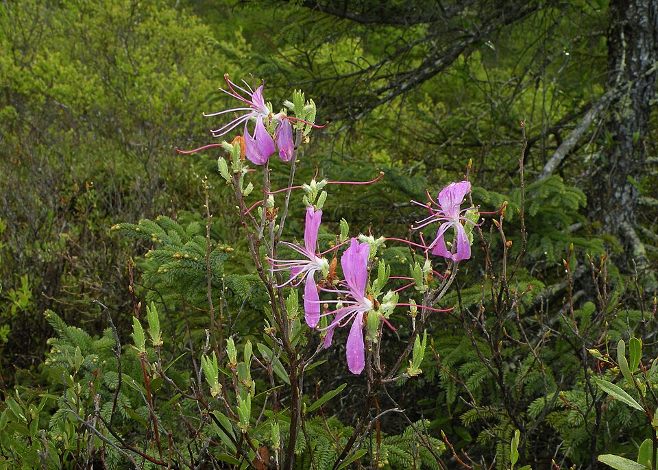 Rhodora (Rhododendron canadense) - PlantNative.org Rhodora (Rhododendron canadense) shrubs in full bloom creating a spectacular pink display along bog edge in Rhode Island