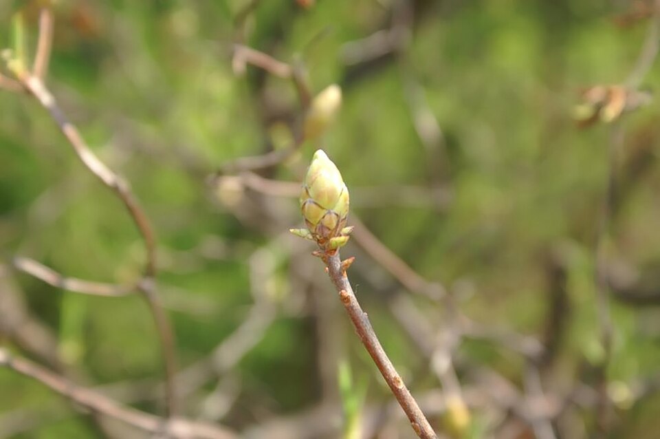 Yellow Native Azalea (Rhododendron austrinum) close-up of golden flowers with long exserted stamens