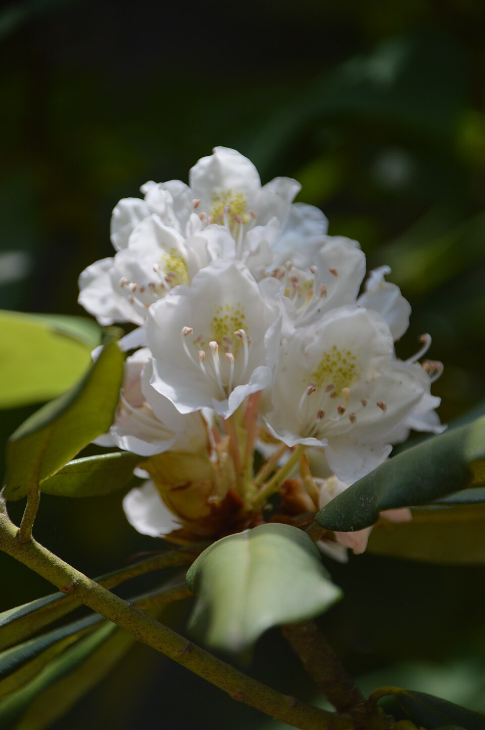 Rosebay Rhododendron (Rhododendron maximum) close-up of white flowers with orange spots showing detailed structure