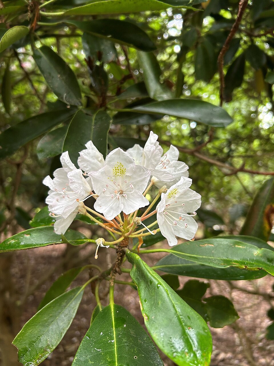 Rosebay Rhododendron (Rhododendron maximum) flowers blooming in dense understory thicket