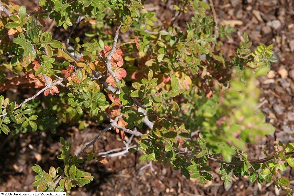 Littleleaf Sumac (Rhus microphylla) showing small compound leaves and reddish stems